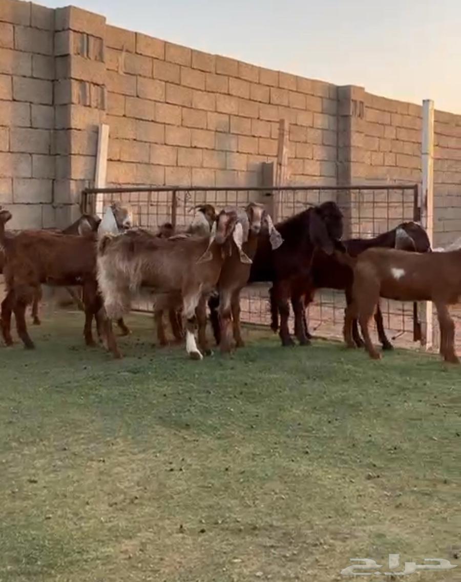 جفار مشاريك قبرصي64403665332993110