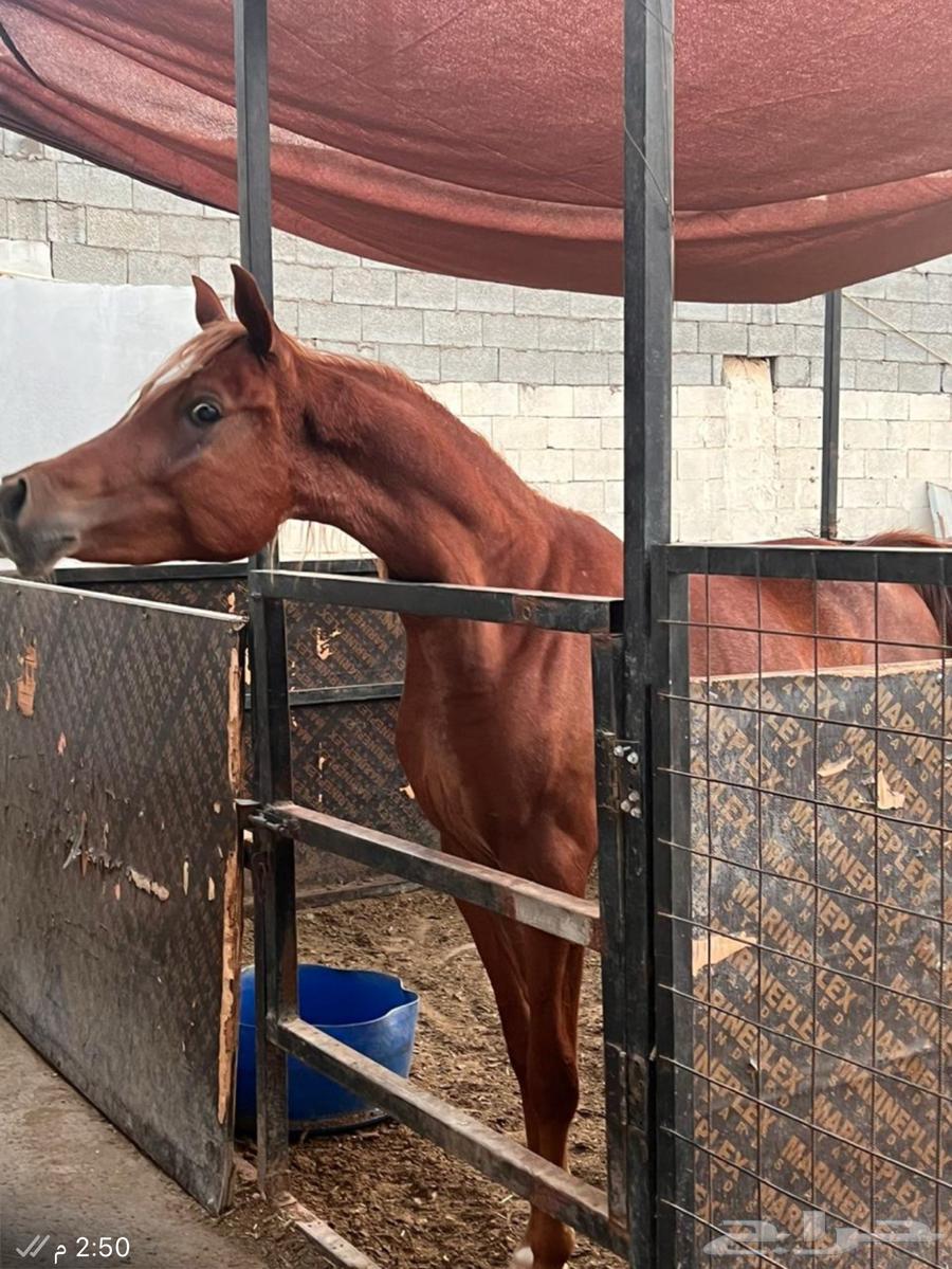 حصان عربي فحل ولد البطل عامر الخالد64402955828353111