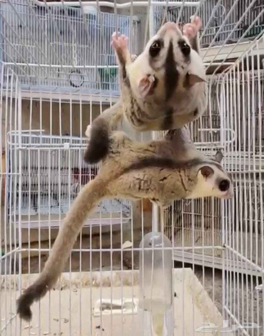 شوقر قلايدر للانتاج64404486434434110