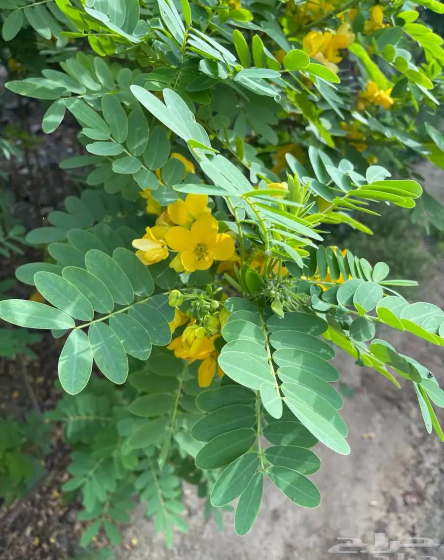 Cassia Glaucia Seeds - Yellow Flowering Ornamental Tree63619562913667111