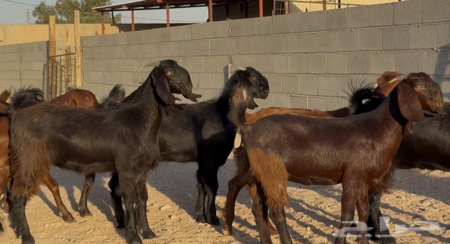 Cypriot grape molasses sticks, premium quality, quantity 1064404500378499111