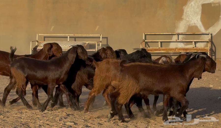 Cypriot grape molasses sticks, premium quality, quantity 1064404500378499110