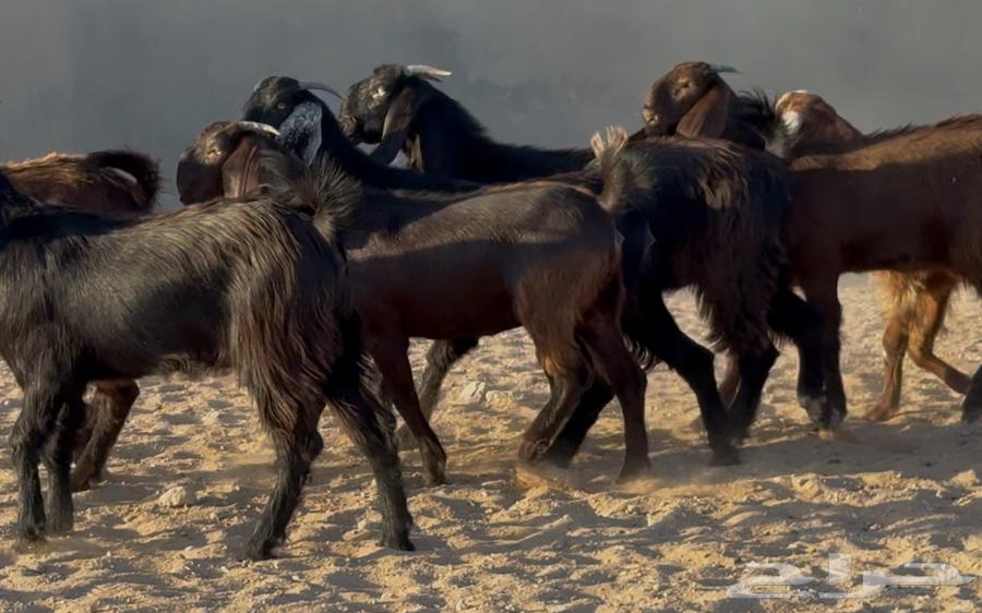 Cypriot grape molasses sticks, premium quality, quantity 1064404500378499114