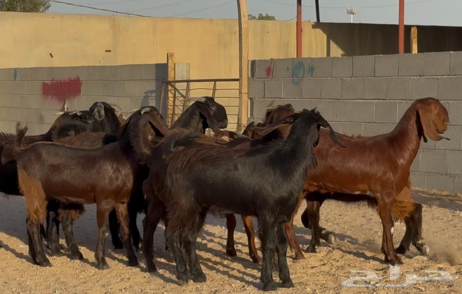 Cypriot grape molasses sticks, premium quality, quantity 1064404500378499112