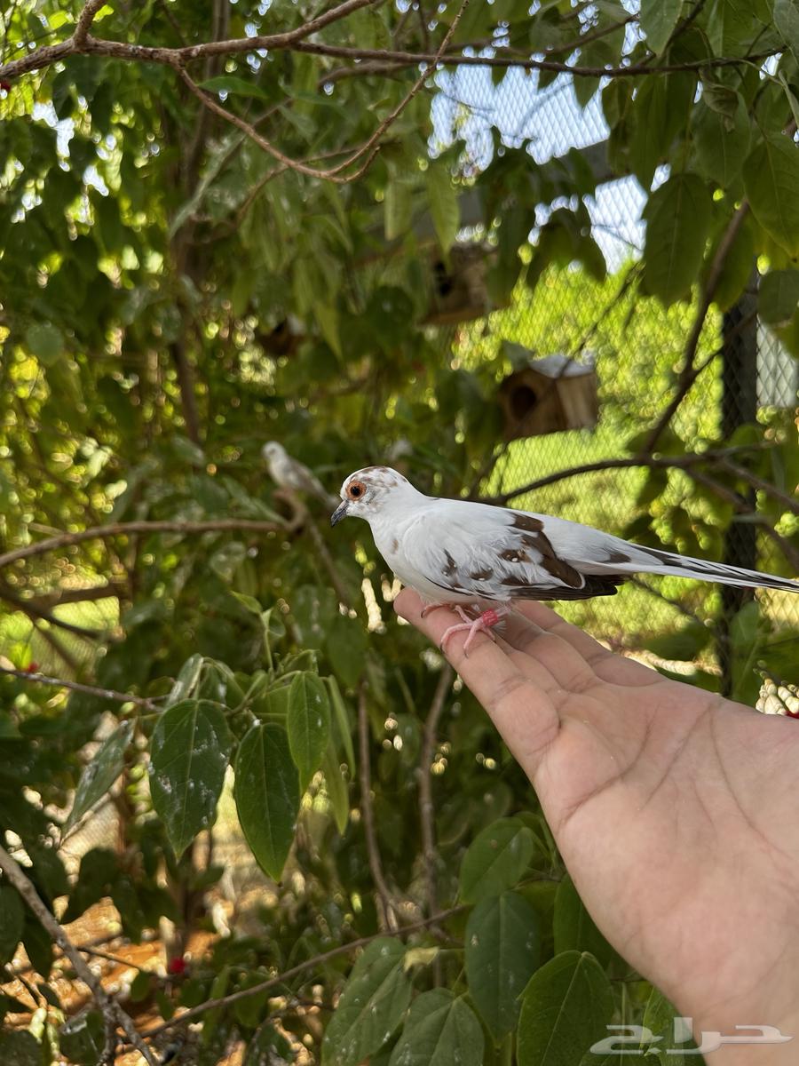 للبيع يمام ماسي64404861346690113