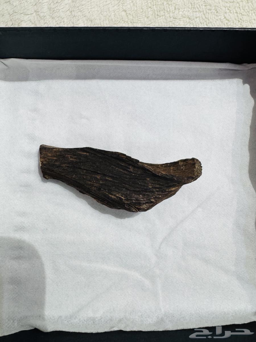 Two words (Nader) Triple AAA64404375248514110