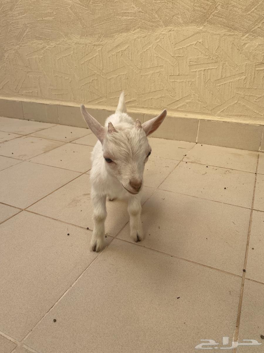 Dwarf goat (buck), approximately 3 months old64403331809027113