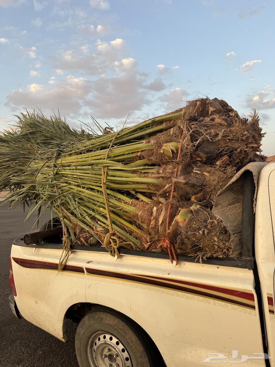 نخيل لبيع64401327578114110