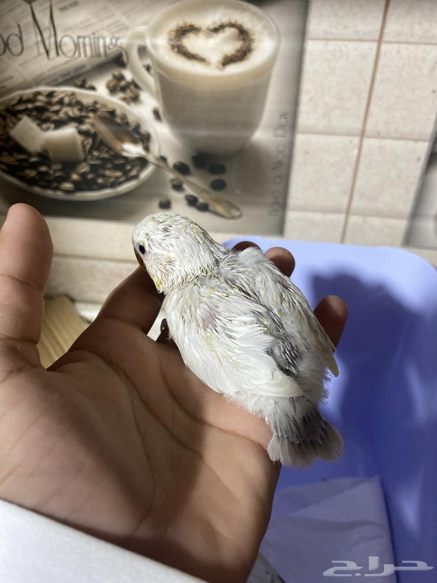 ثلاثه فروخ روز للبيع صحتها ممتازه جدا جدا64341191498497113