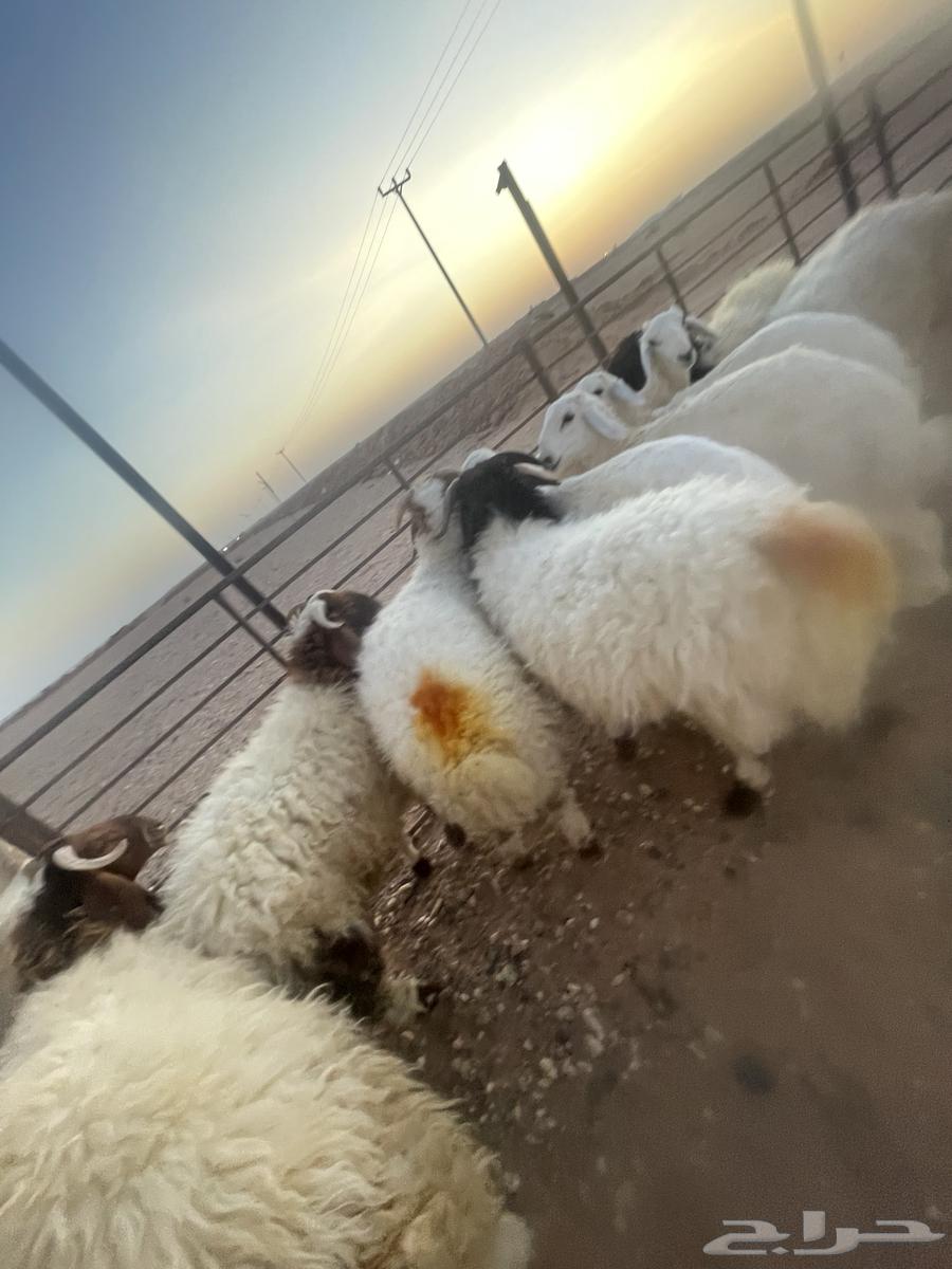 خرفان فاخره طرف مجس64402886340483112