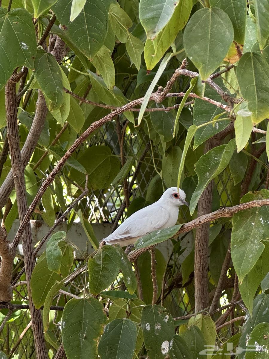 للبيع يمام ماسي64404861346690111