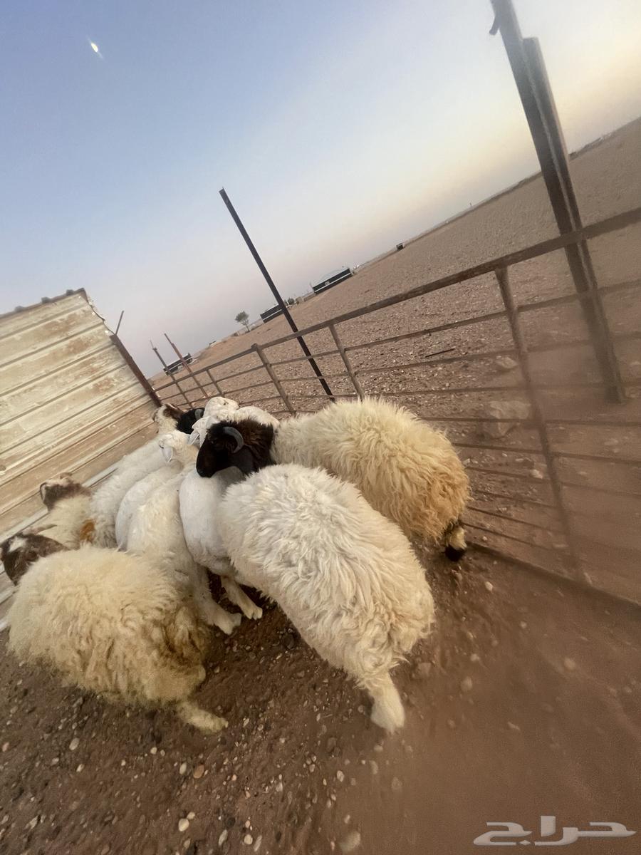 خرفان فاخره طرف مجس64402886340483113