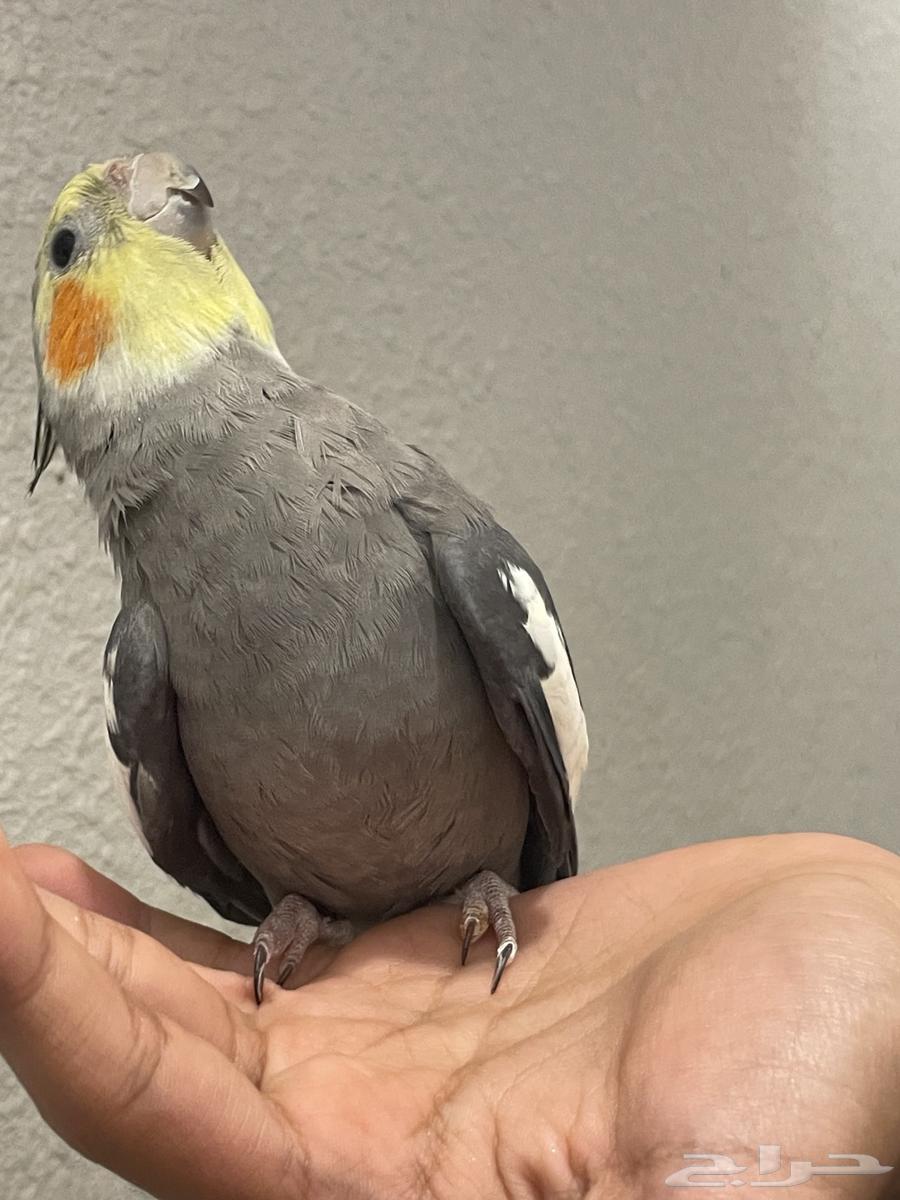 ببغاء كروان64403184803330110