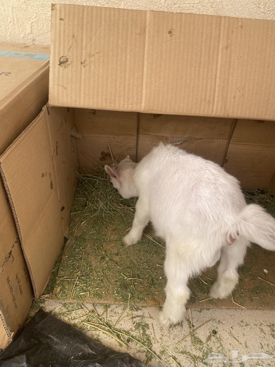 Dwarf goat (buck), approximately 3 months old64403331809027114