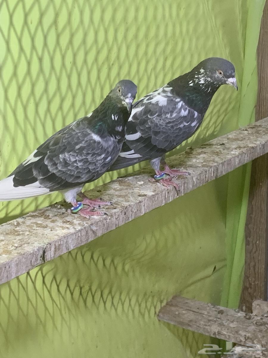 3 أزوج حمام باكستاني64404486507265110