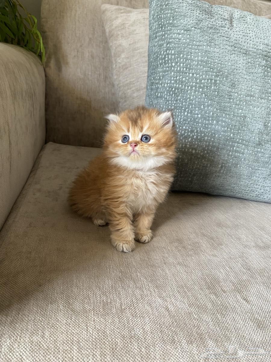 قطط للبيع64401661610243112