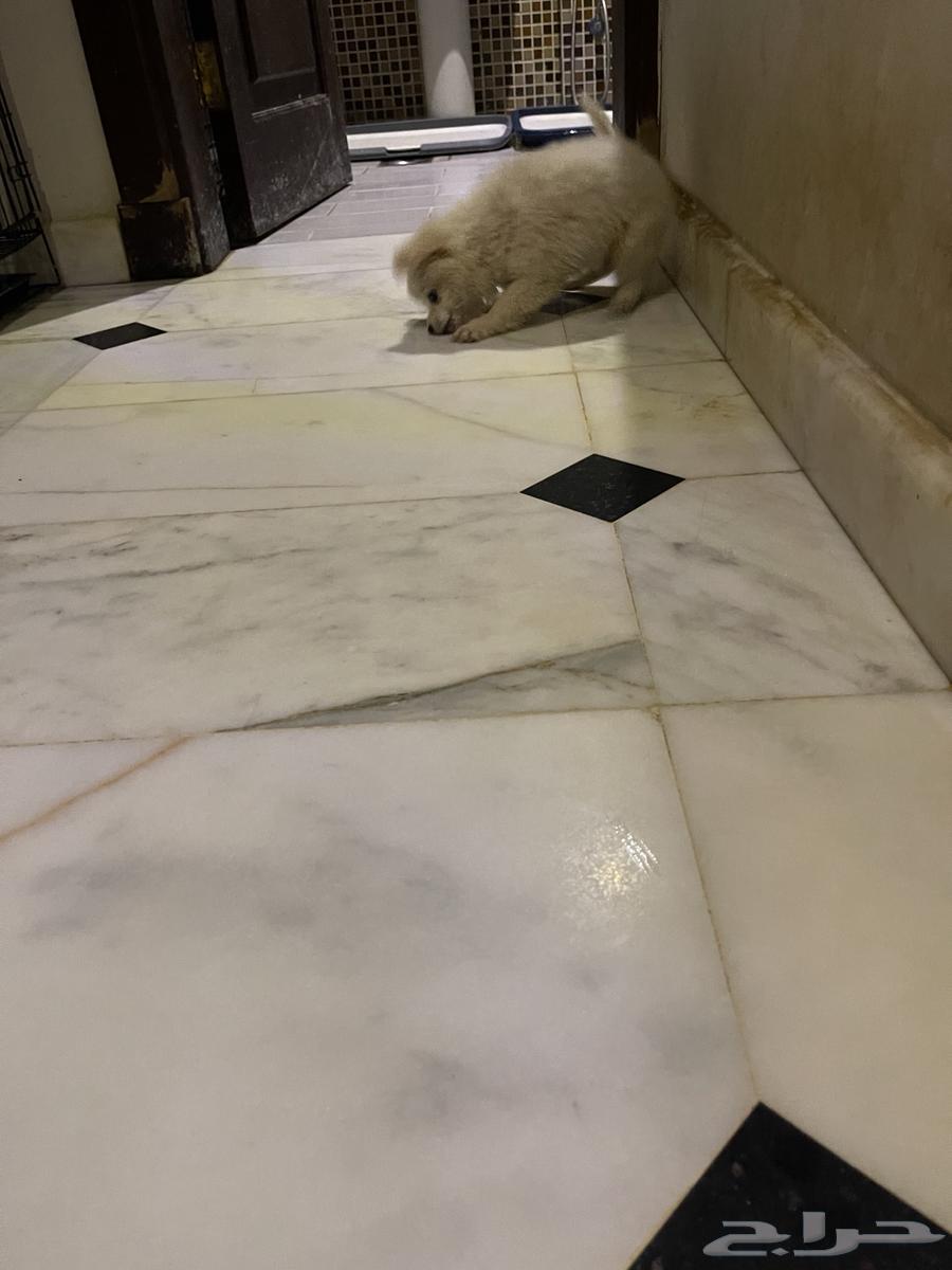 جرو بومرنيان64402817527810114