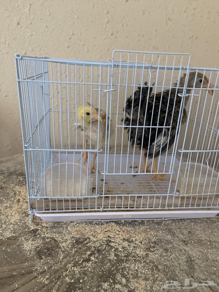 Miscellaneous64401897718145111