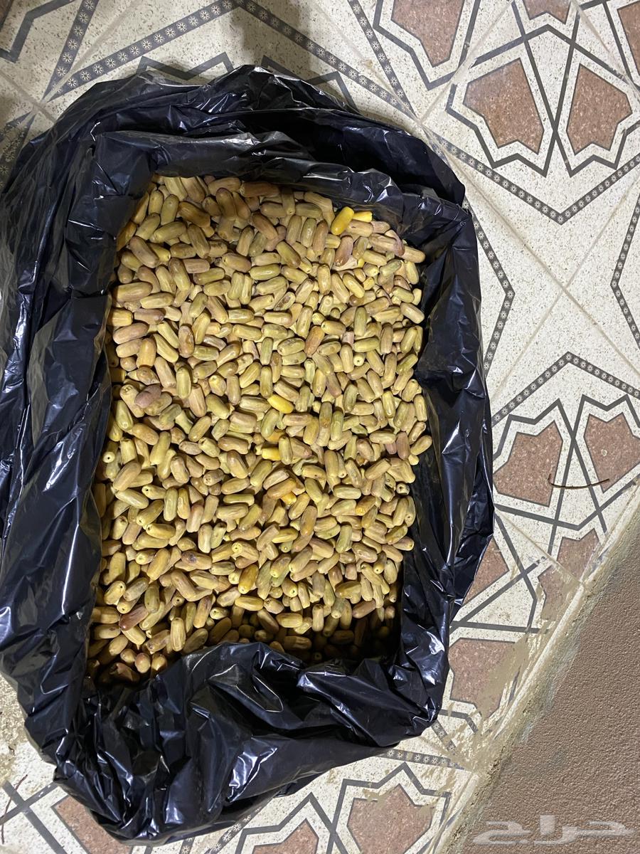 تمر بياض لين ونظيف64404611560835111