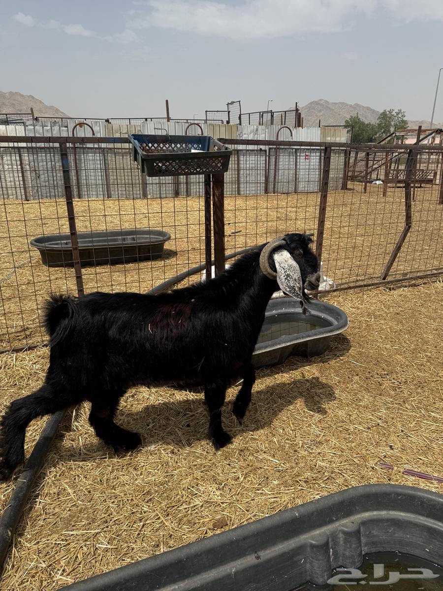 فحول للبيع عارضي وبيشي64401758609793111