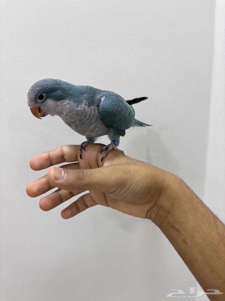 طائر كويكر لون ازرق64403902093697113