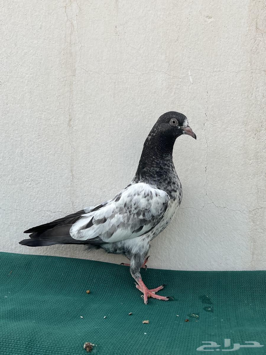 للبيع طبات تيدي64402817430401113