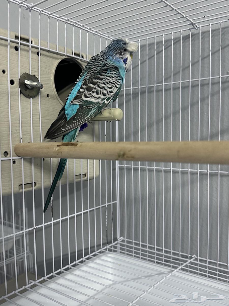 ذكر هولندي كرست64401842496514113