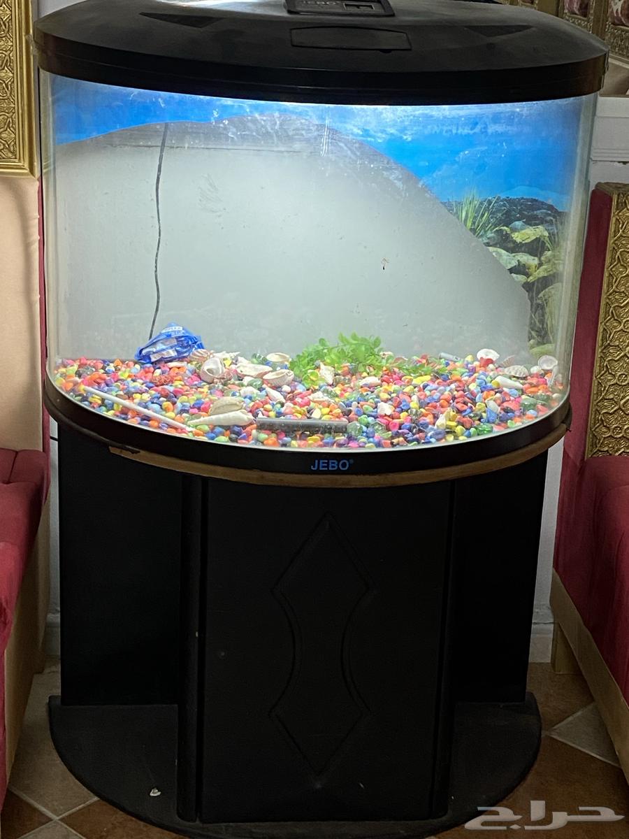 حوض سمك للبيع او البدل بكناري64404890006913110