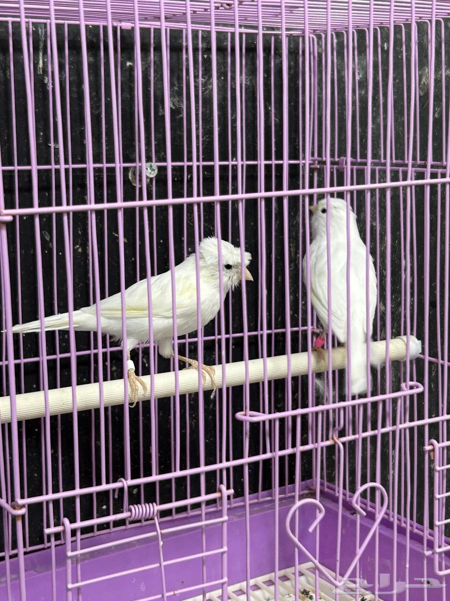 كناري ابيض64403425448193113