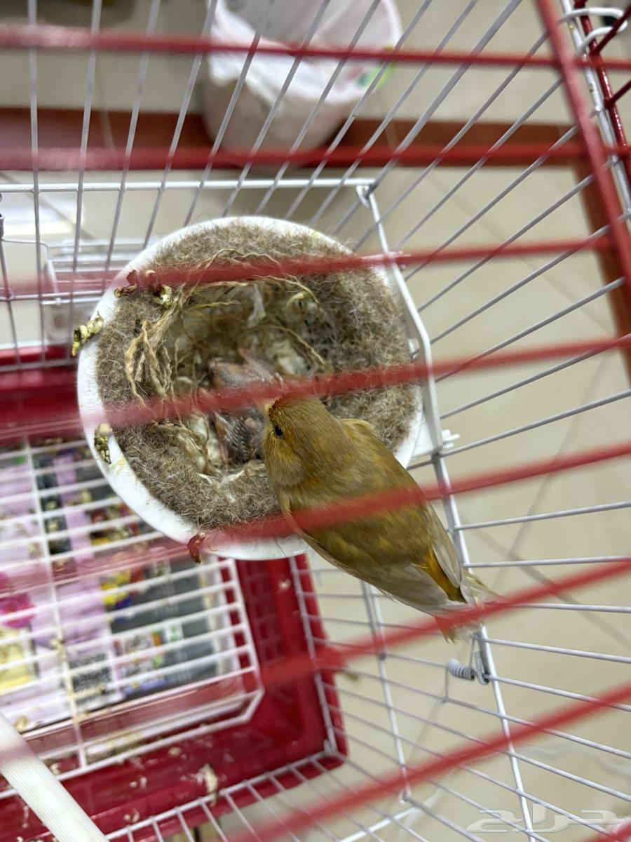 انثى كناري بفروخها (تم البيع)64402748021506113