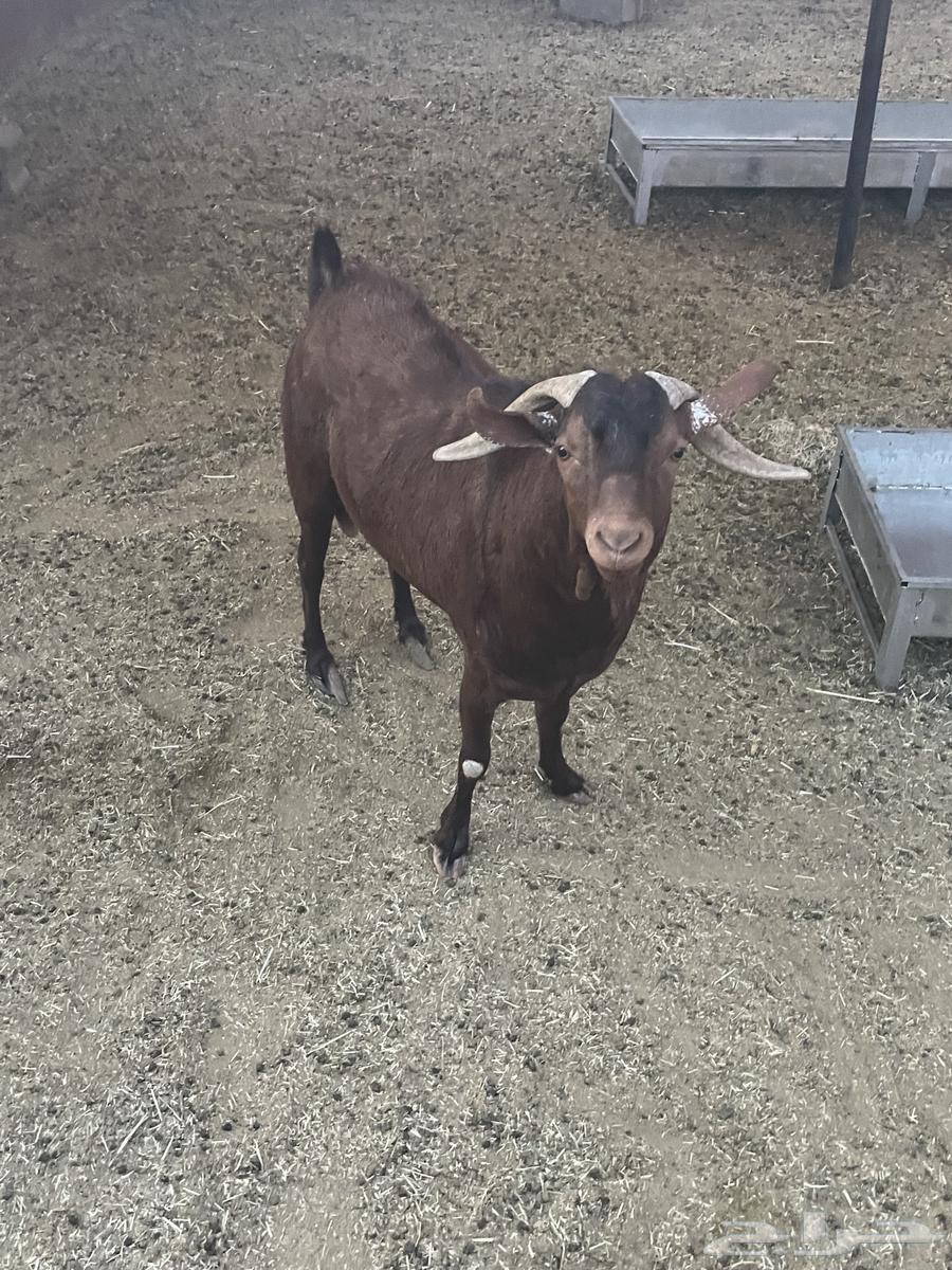 للبيع تيس جامع شبب صنف ادهم64404194912641114