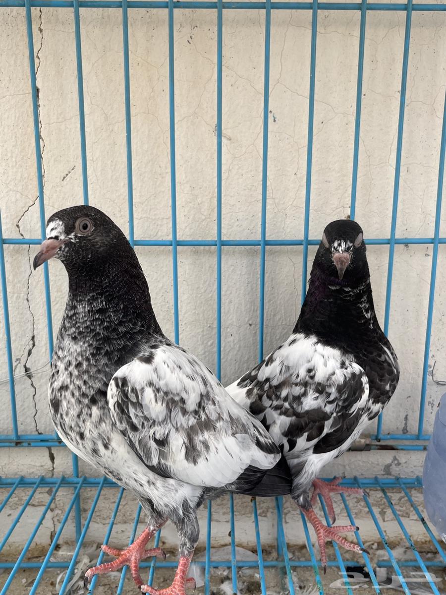 للبيع طبات تيدي64402817430401112