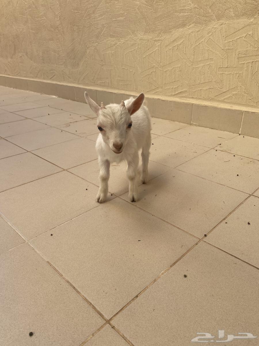 Dwarf goat (buck), approximately 3 months old64403331809027112