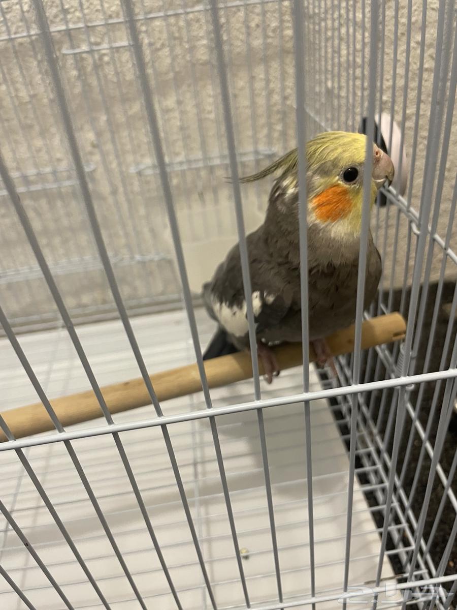 ببغاء كروان64403184803330111