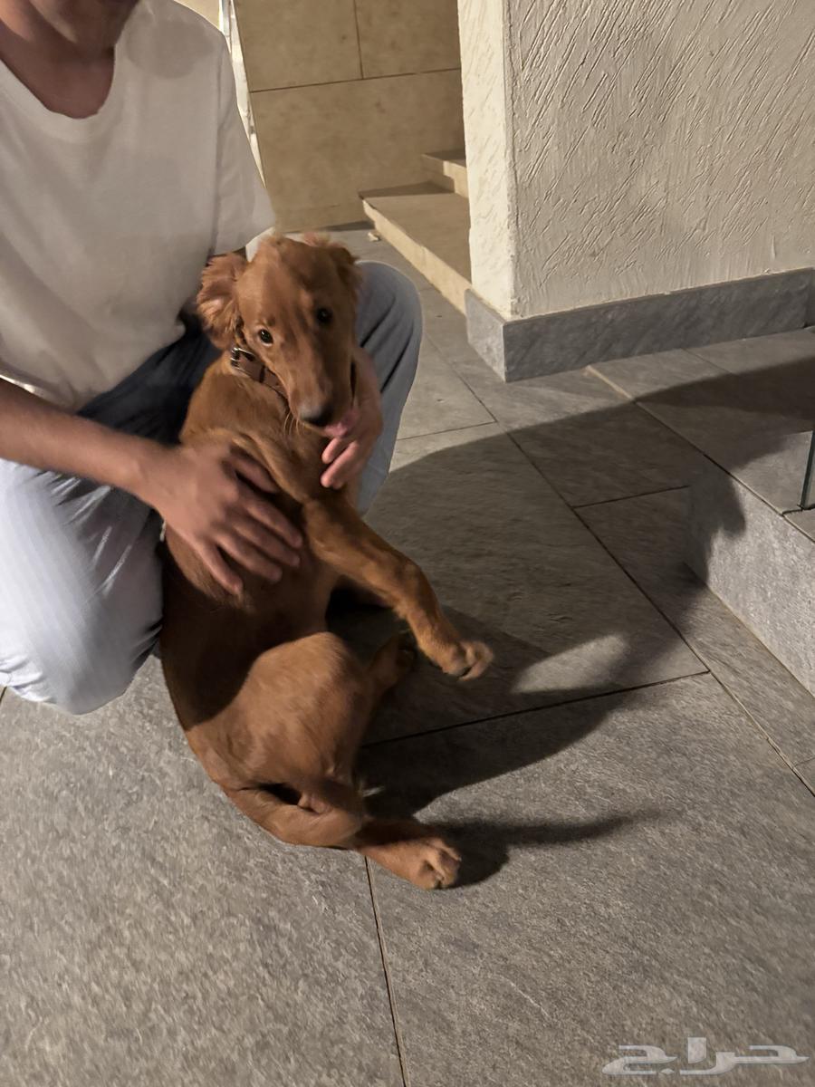 A purebred golden retriever puppy, 4 months old, vaccinated, trained, and with passport64403617946114113