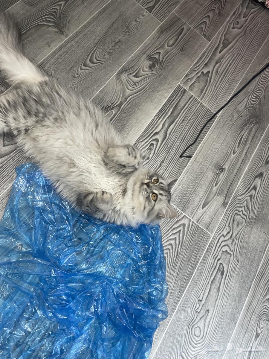 قطتين للبيع عمرهم 6 شهور ب 200 ريال64404153268355111