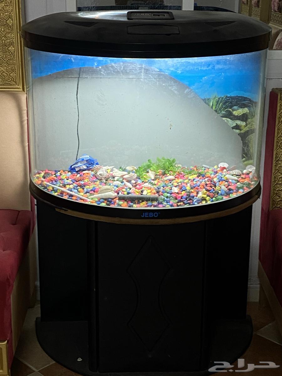 حوض سمك للبيع او البدل بكناري64404890006913111