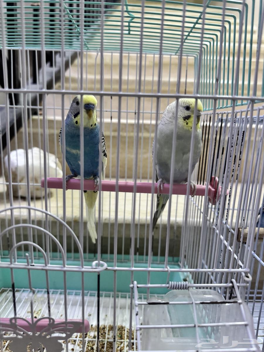 عصافير للبيع64403633394305111