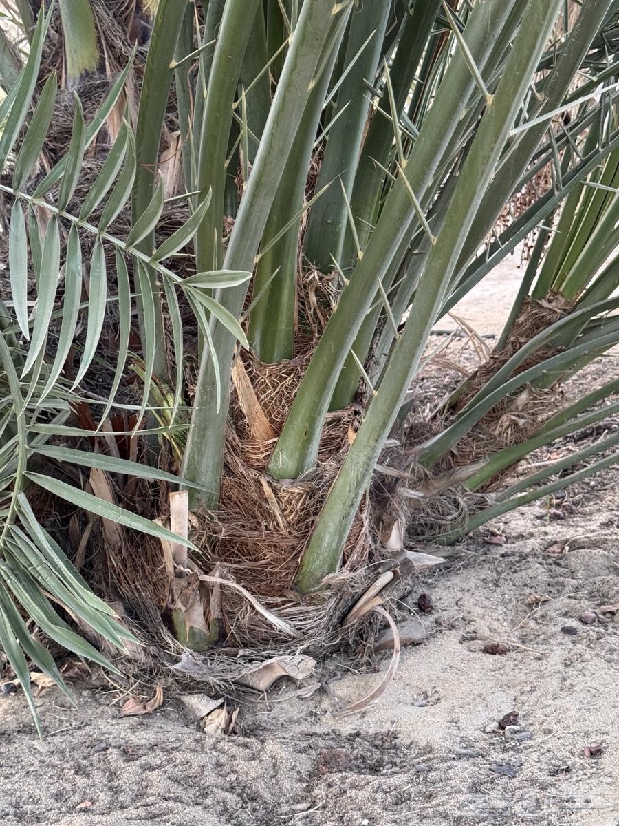 فسائل نخيل ماجي64404222347649110