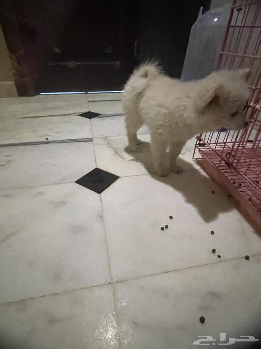 جرو بومرنيان64402817527810111