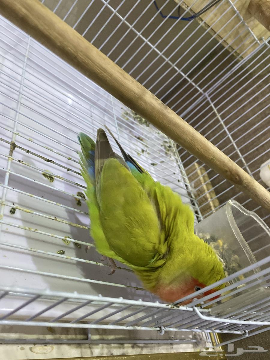 For sale, a two-year-old fierce rose that can be tamed - and a pair of budgies64403315336706113