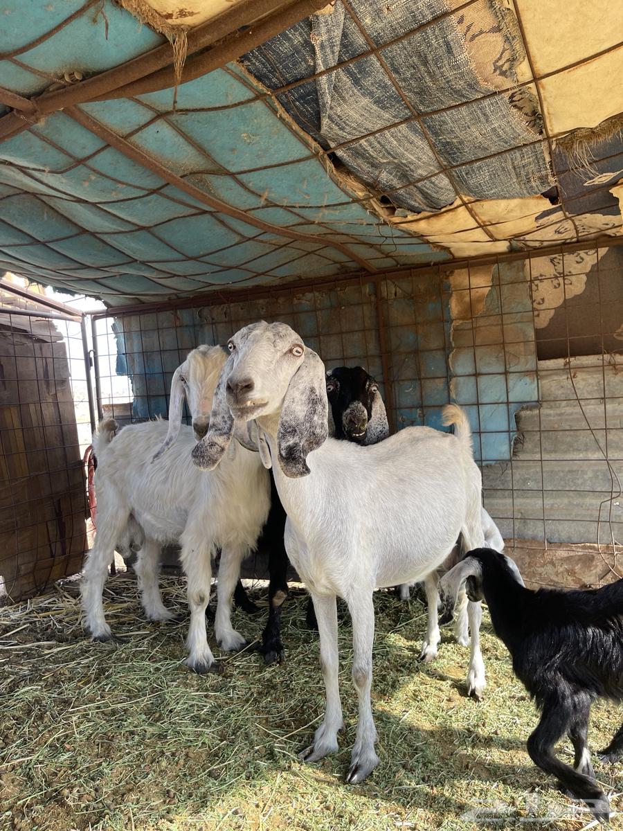 عنز تحتها اثنين للبيع64401396985603113