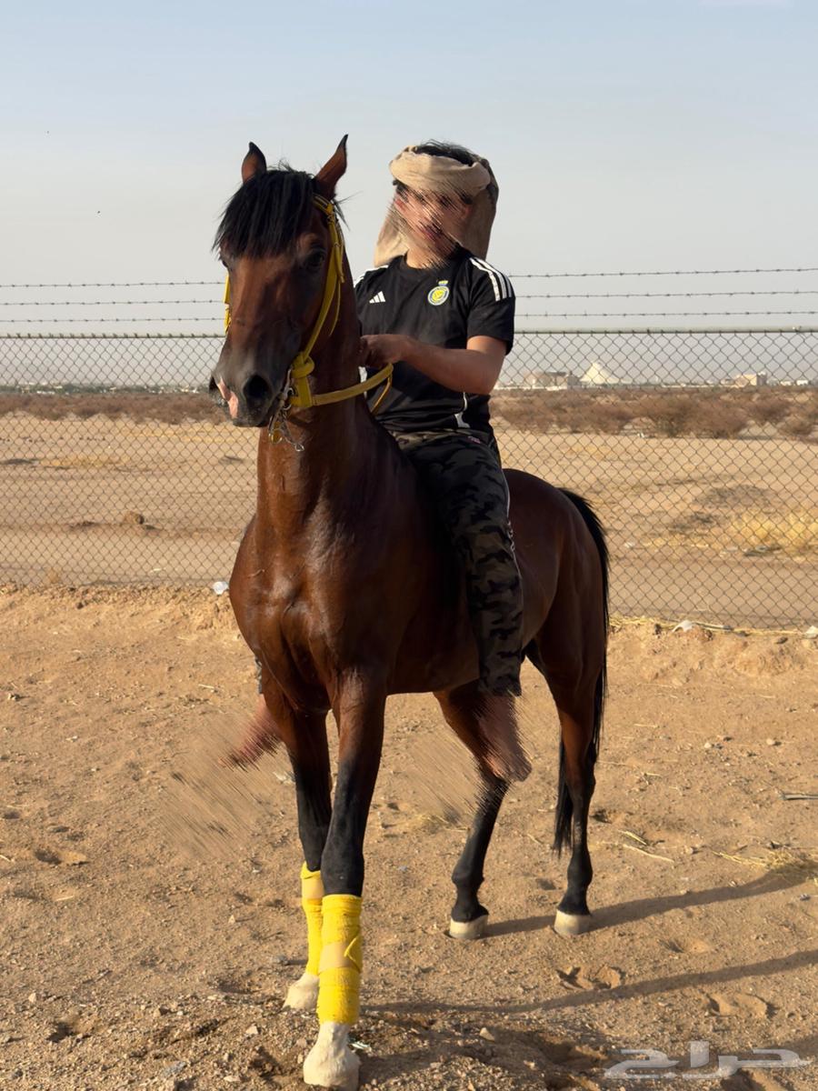 حصان شعبي العمر 4وعليها الون مثل ما تشوف في صوره64404889998594112