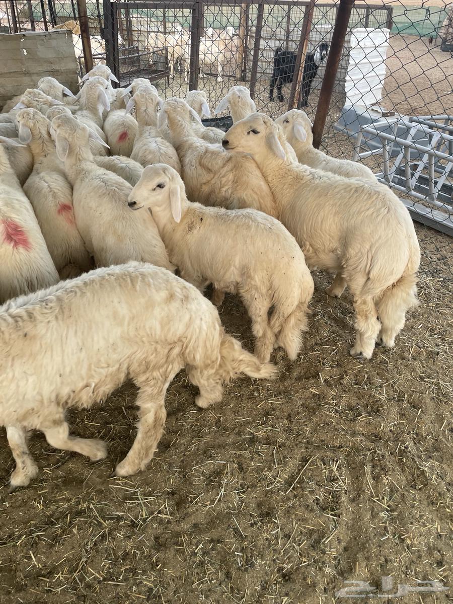 طليان حريه64402983398529112