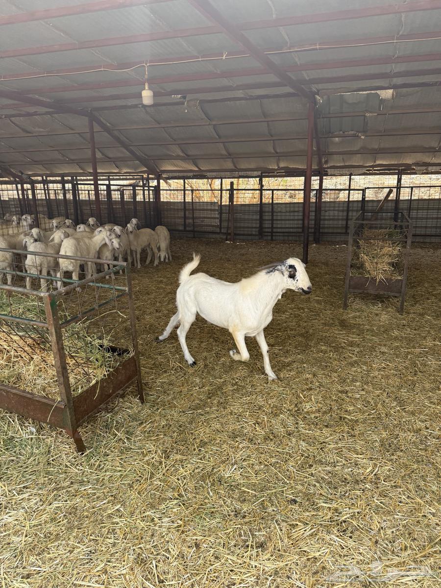 فحول للبيع عارضي وبيشي64401758609793112