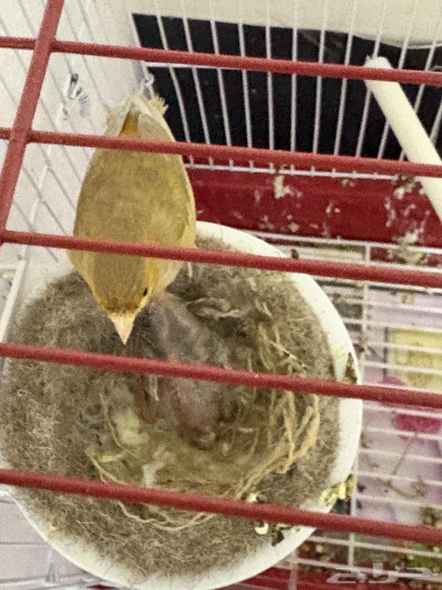 انثى كناري بفروخها (تم البيع)64402748021506111