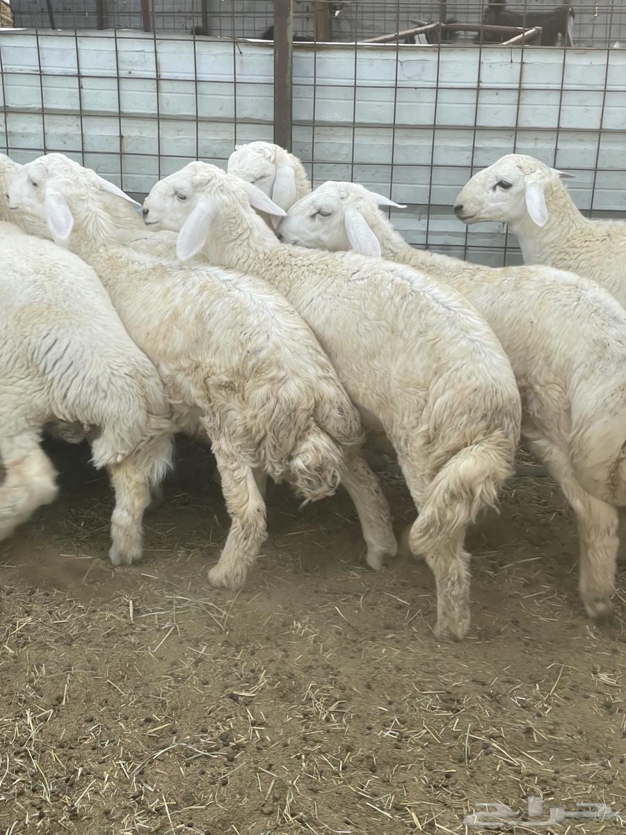 طليان حريه64402983398529110