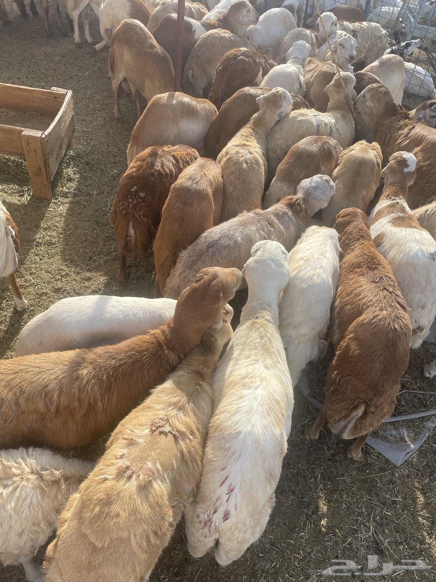 Rafidi64404597421187113