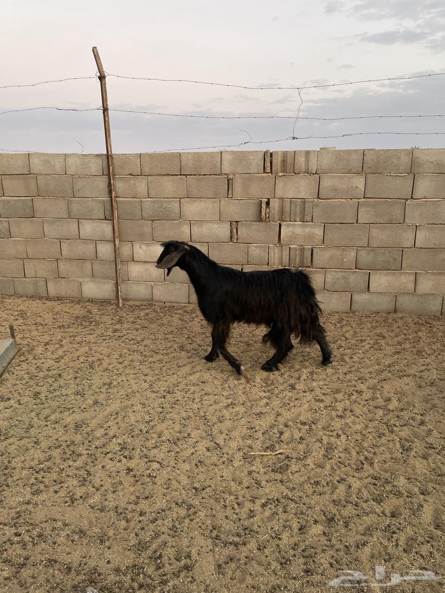 تيس للبيع64402817405955112