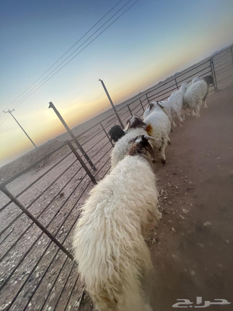 خرفان فاخره طرف مجس64402886340483110